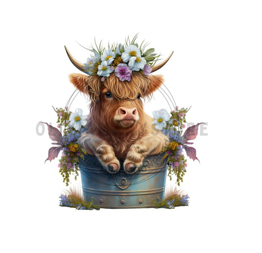 Highland Cow in Tub